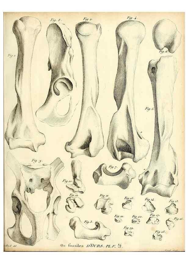 Reproducción/Reproduction 49064970418: Recherches sur les ossemens fossiles de quadrupèdes. Paris :Deterville,1812.. 