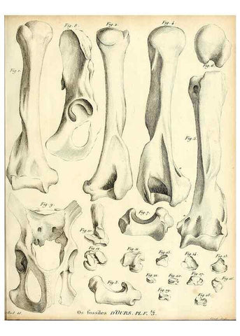 Reproducción/Reproduction 49064970418: Recherches sur les ossemens fossiles de quadrupèdes. Paris :Deterville,1812.. 