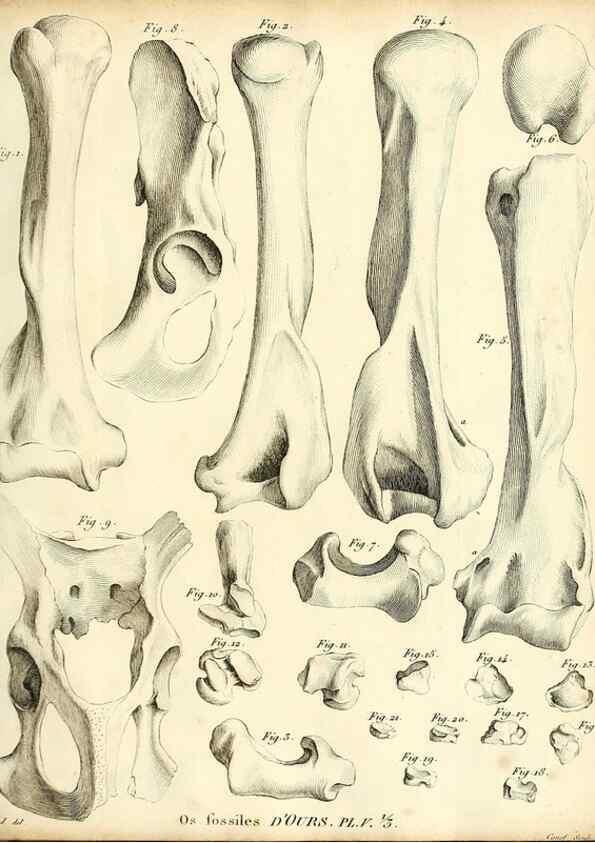 Reproducción/Reproduction 49064970418: Recherches sur les ossemens fossiles de quadrupèdes. Paris :Deterville,1812.. 