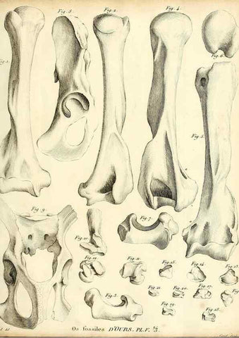 Reproducción/Reproduction 49064970418: Recherches sur les ossemens fossiles de quadrupèdes. Paris :Deterville,1812.. 