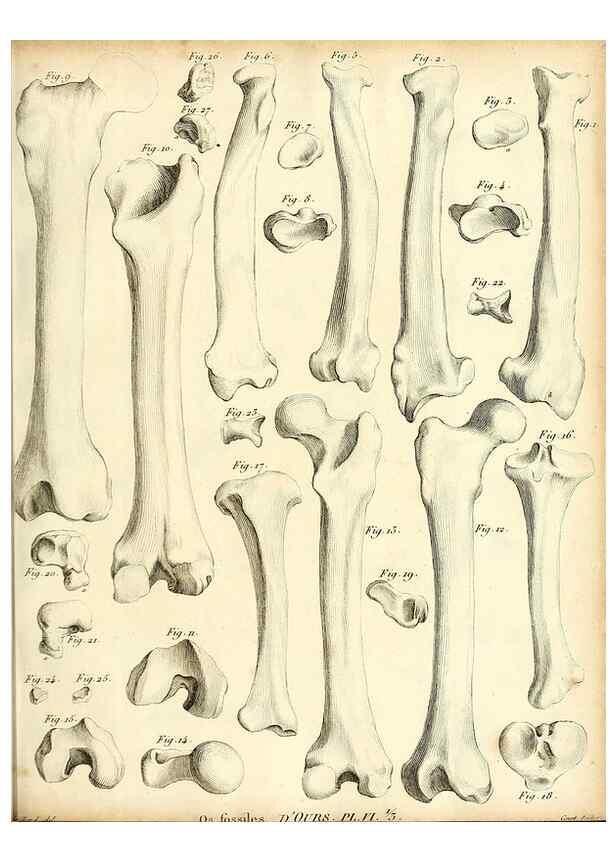 Reproducción/Reproduction 49064970908: Recherches sur les ossemens fossiles de quadrupèdes. Paris :Deterville,1812.. 