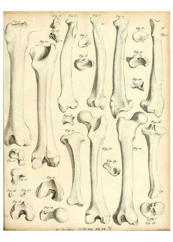 Reproducción/Reproduction 49064970908: Recherches sur les ossemens fossiles de quadrupèdes. Paris :Deterville,1812.. 