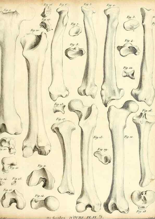 Reproducción/Reproduction 49064970908: Recherches sur les ossemens fossiles de quadrupèdes. Paris :Deterville,1812.. 