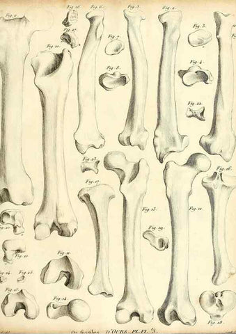 Reproducción/Reproduction 49064970908: Recherches sur les ossemens fossiles de quadrupèdes. Paris :Deterville,1812.. 