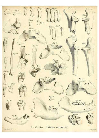 Reproducción/Reproduction 49065699757: Recherches sur les ossemens fossiles de quadrupèdes. Paris :Deterville,1812.. 