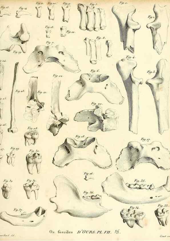 Reproducción/Reproduction 49065699757: Recherches sur les ossemens fossiles de quadrupèdes. Paris :Deterville,1812.. 