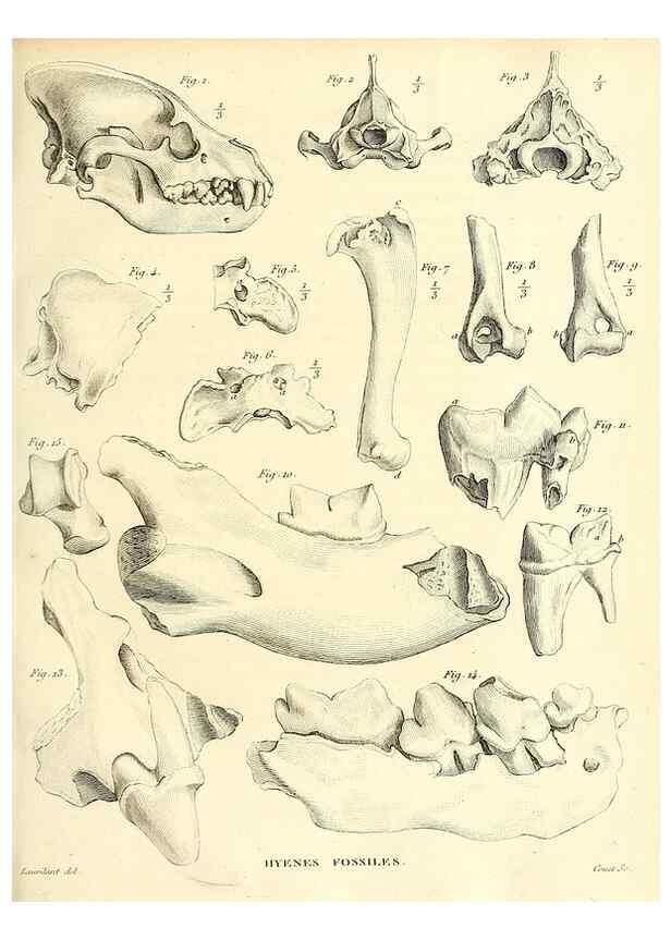 Reproducción/Reproduction 49065700067: Recherches sur les ossemens fossiles de quadrupèdes. Paris :Deterville,1812.. 