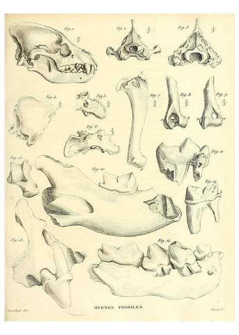 Reproducción/Reproduction 49065700067: Recherches sur les ossemens fossiles de quadrupèdes. Paris :Deterville,1812.. 