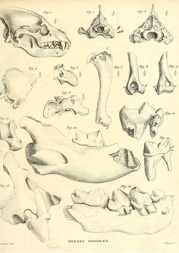 Reproducción/Reproduction 49065700067: Recherches sur les ossemens fossiles de quadrupèdes. Paris :Deterville,1812.. 