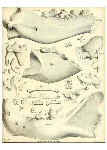 Reproducción/Reproduction 49064972128: Recherches sur les ossemens fossiles de quadrupèdes. Paris :Deterville,1812.. 