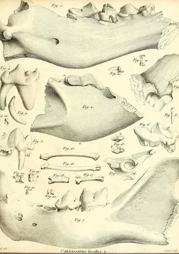 Reproducción/Reproduction 49064972128: Recherches sur les ossemens fossiles de quadrupèdes. Paris :Deterville,1812.. 