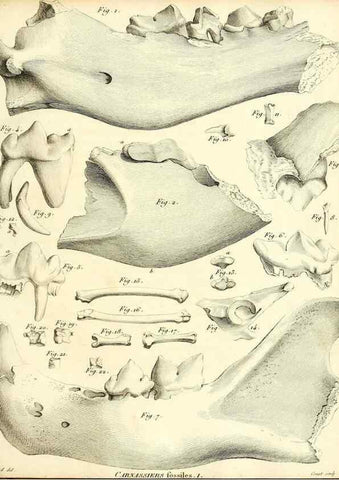 Reproducción/Reproduction 49064972128: Recherches sur les ossemens fossiles de quadrupèdes. Paris :Deterville,1812.. 