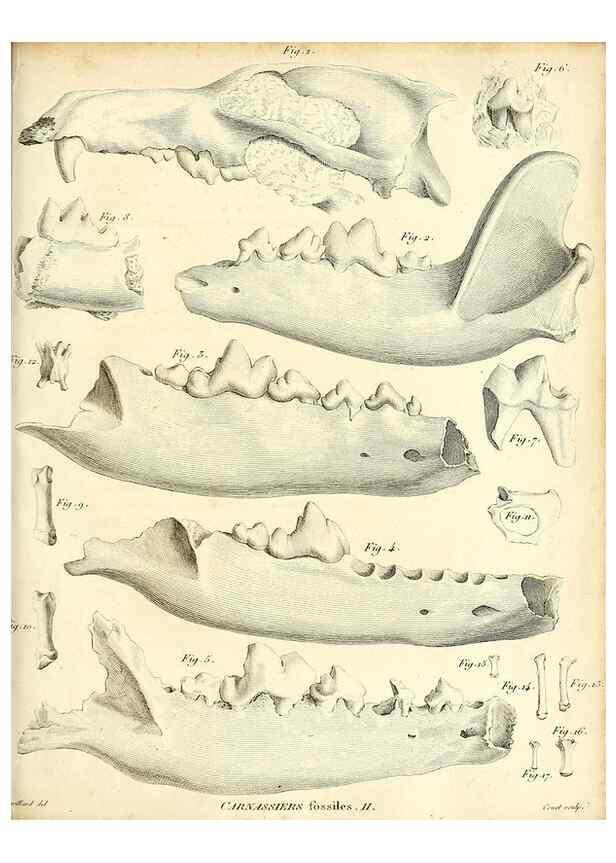 Reproducción/Reproduction 49065487126: Recherches sur les ossemens fossiles de quadrupèdes. Paris :Deterville,1812.. 