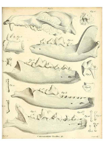 Reproducción/Reproduction 49065487126: Recherches sur les ossemens fossiles de quadrupèdes. Paris :Deterville,1812.. 