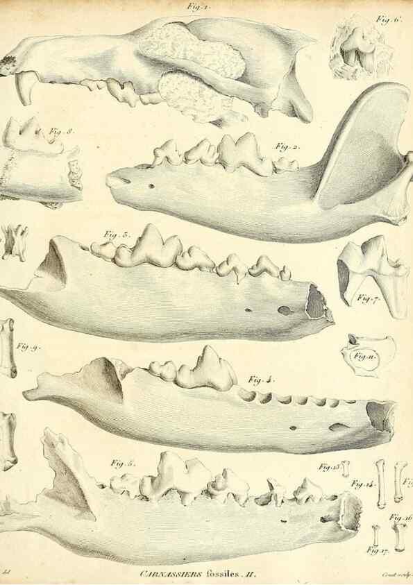 Reproducción/Reproduction 49065487126: Recherches sur les ossemens fossiles de quadrupèdes. Paris :Deterville,1812.. 