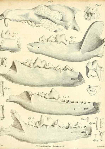 Reproducción/Reproduction 49065487126: Recherches sur les ossemens fossiles de quadrupèdes. Paris :Deterville,1812.. 