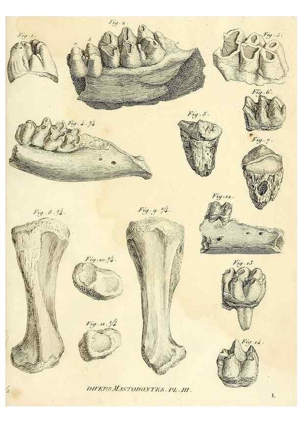 Reproducción/Reproduction 49064607278: Recherches sur les ossemens fossiles de quadrupèdes. Paris :Deterville,1812.. 