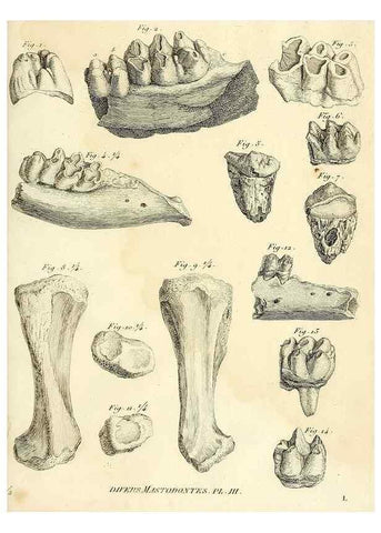 Reproducción/Reproduction 49064607278: Recherches sur les ossemens fossiles de quadrupèdes. Paris :Deterville,1812.. 