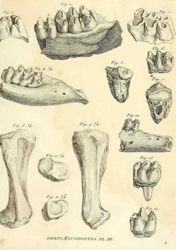 Reproducción/Reproduction 49064607278: Recherches sur les ossemens fossiles de quadrupèdes. Paris :Deterville,1812.. 