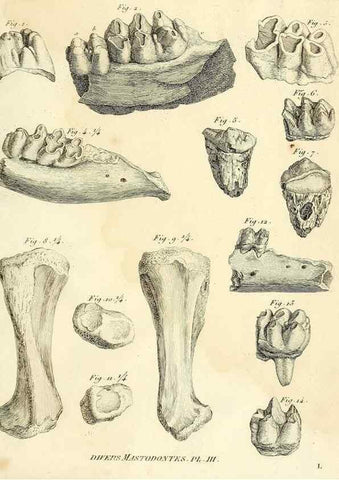 Reproducción/Reproduction 49064607278: Recherches sur les ossemens fossiles de quadrupèdes. Paris :Deterville,1812.. 