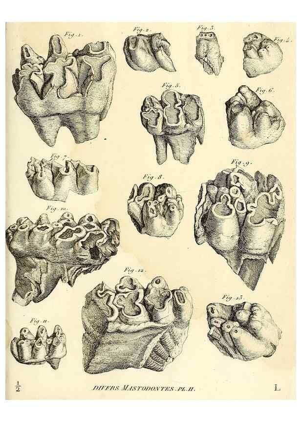 Reproducción/Reproduction 49064606848: Recherches sur les ossemens fossiles de quadrupèdes. Paris :Deterville,1812.. 