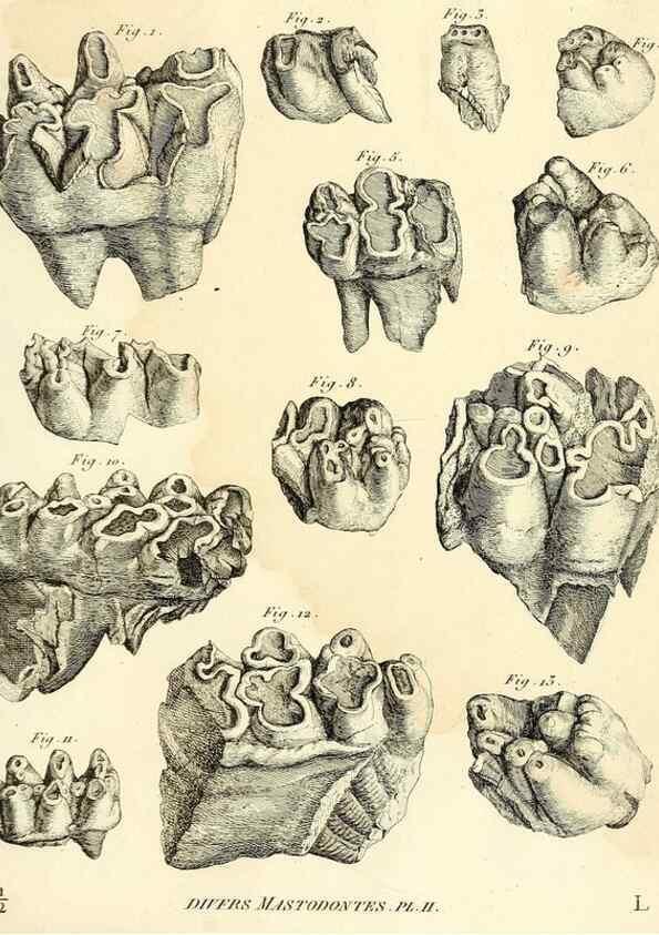 Reproducción/Reproduction 49064606848: Recherches sur les ossemens fossiles de quadrupèdes. Paris :Deterville,1812.. 