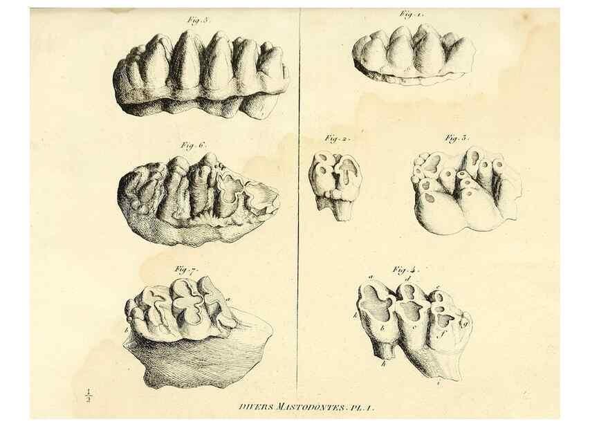 Reproducción/Reproduction 49065121391: Recherches sur les ossemens fossiles de quadrupèdes. Paris :Deterville,1812.. 