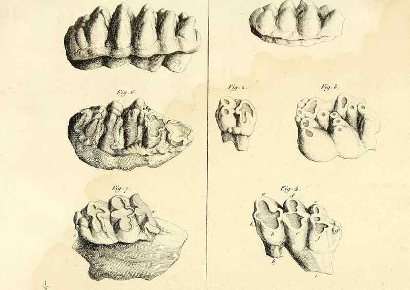 Reproducción/Reproduction 49065121391: Recherches sur les ossemens fossiles de quadrupèdes. Paris :Deterville,1812.. 