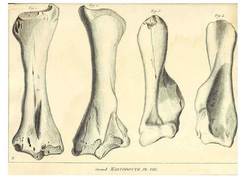 Reproducción/Reproduction 49064606053: Recherches sur les ossemens fossiles de quadrupèdes. Paris :Deterville,1812.. 