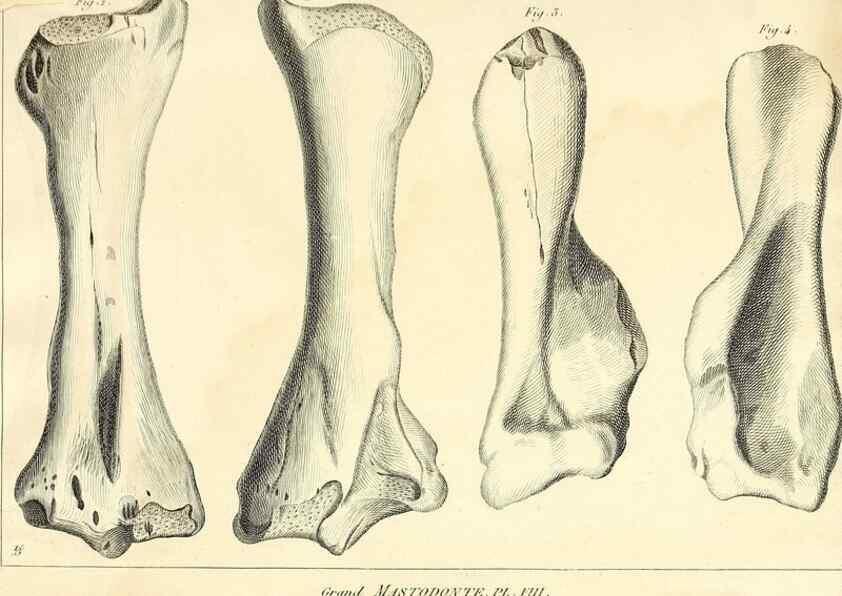 Reproducción/Reproduction 49064606053: Recherches sur les ossemens fossiles de quadrupèdes. Paris :Deterville,1812.. 