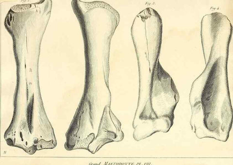 Reproducción/Reproduction 49064606053: Recherches sur les ossemens fossiles de quadrupèdes. Paris :Deterville,1812.. 