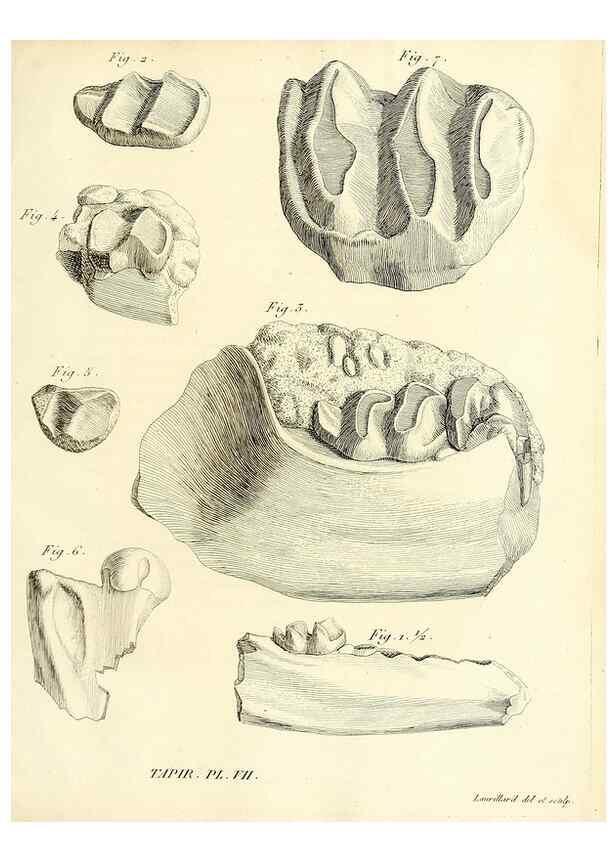 Reproducción/Reproduction 49064600053: Recherches sur les ossemens fossiles de quadrupèdes. Paris :Deterville,1812.. 