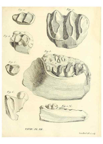 Reproducción/Reproduction 49064600053: Recherches sur les ossemens fossiles de quadrupèdes. Paris :Deterville,1812.. 
