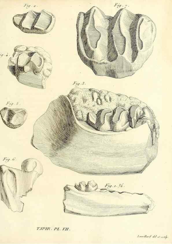Reproducción/Reproduction 49064600053: Recherches sur les ossemens fossiles de quadrupèdes. Paris :Deterville,1812.. 