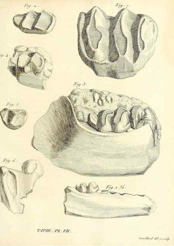 Reproducción/Reproduction 49064600053: Recherches sur les ossemens fossiles de quadrupèdes. Paris :Deterville,1812.. 