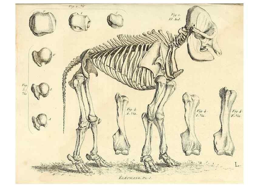 Reproducción/Reproduction 49065114861: Recherches sur les ossemens fossiles de quadrupèdes. Paris :Deterville,1812.. 