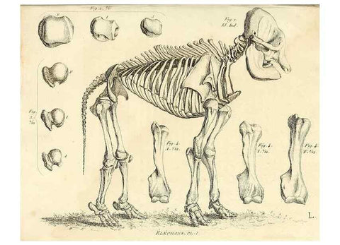 Reproducción/Reproduction 49065114861: Recherches sur les ossemens fossiles de quadrupèdes. Paris :Deterville,1812.. 