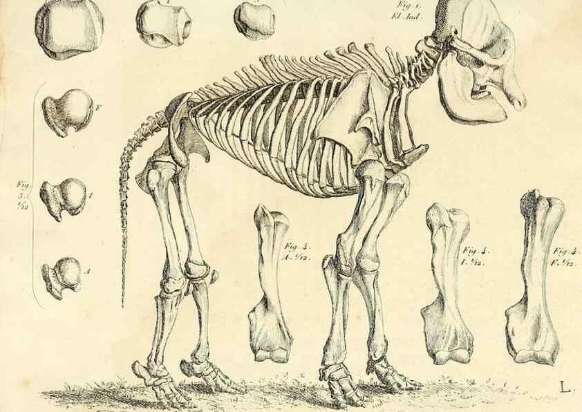 Reproducción/Reproduction 49065114861: Recherches sur les ossemens fossiles de quadrupèdes. Paris :Deterville,1812.. 