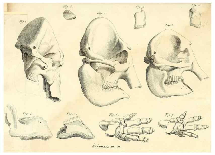 Reproducción/Reproduction 49065328302: Recherches sur les ossemens fossiles de quadrupèdes. Paris :Deterville,1812.. 
