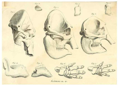 Reproducción/Reproduction 49065328302: Recherches sur les ossemens fossiles de quadrupèdes. Paris :Deterville,1812.. 