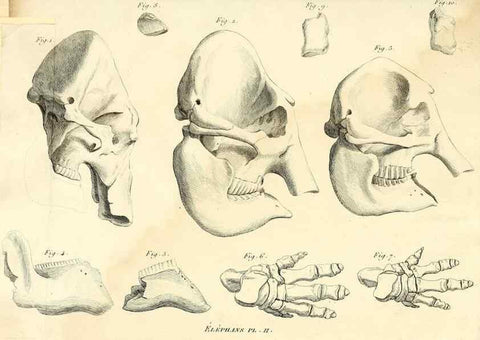 Reproducción/Reproduction 49065328302: Recherches sur les ossemens fossiles de quadrupèdes. Paris :Deterville,1812.. 
