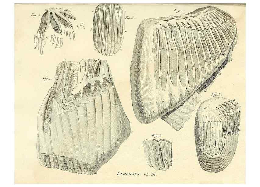 Reproducción/Reproduction 49065328652: Recherches sur les ossemens fossiles de quadrupèdes. Paris :Deterville,1812.. 