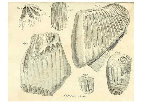 Reproducción/Reproduction 49065328652: Recherches sur les ossemens fossiles de quadrupèdes. Paris :Deterville,1812.. 