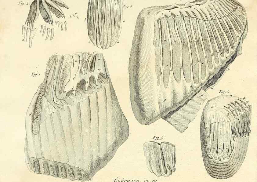 Reproducción/Reproduction 49065328652: Recherches sur les ossemens fossiles de quadrupèdes. Paris :Deterville,1812.. 