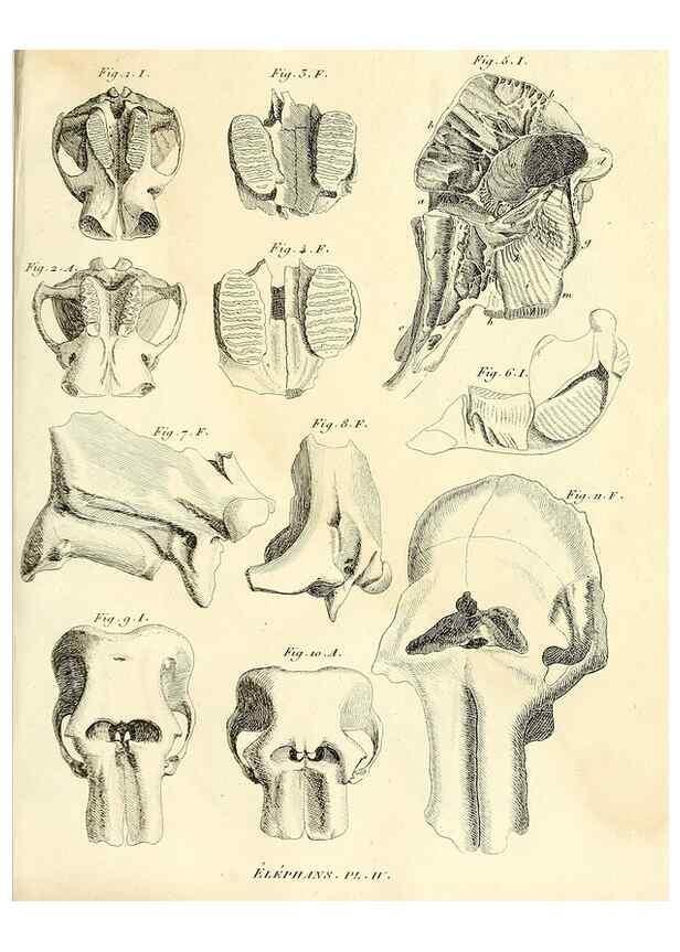 Reproducción/Reproduction 49064601508: Recherches sur les ossemens fossiles de quadrupèdes. Paris :Deterville,1812.. 