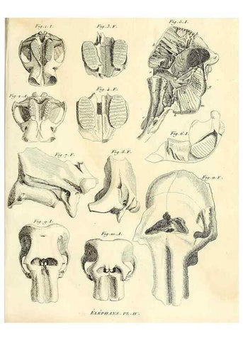 Reproducción/Reproduction 49064601508: Recherches sur les ossemens fossiles de quadrupèdes. Paris :Deterville,1812.. 