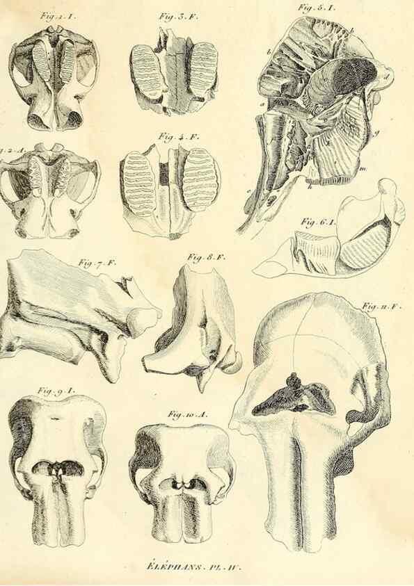 Reproducción/Reproduction 49064601508: Recherches sur les ossemens fossiles de quadrupèdes. Paris :Deterville,1812.. 