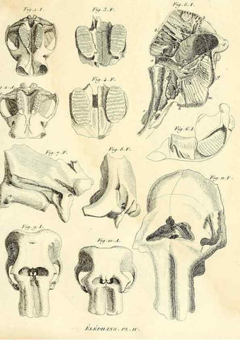 Reproducción/Reproduction 49064601508: Recherches sur les ossemens fossiles de quadrupèdes. Paris :Deterville,1812.. 