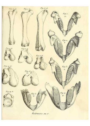 Reproducción/Reproduction 49065116686: Recherches sur les ossemens fossiles de quadrupèdes. Paris :Deterville,1812.. 