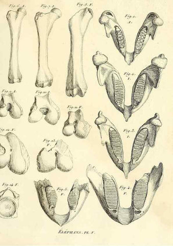 Reproducción/Reproduction 49065116686: Recherches sur les ossemens fossiles de quadrupèdes. Paris :Deterville,1812.. 